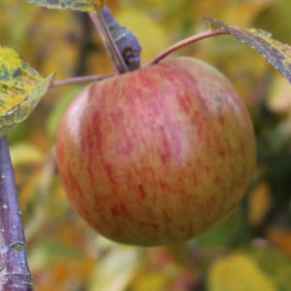 Apple: Fireside