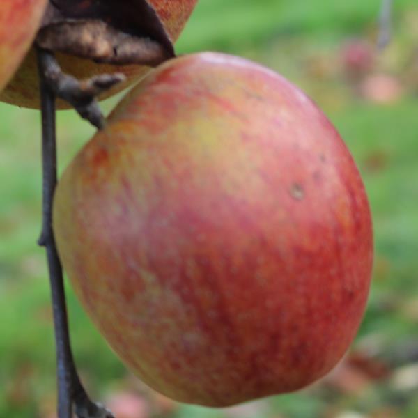 Apple: Fortosh