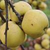 Apple: Freyburg