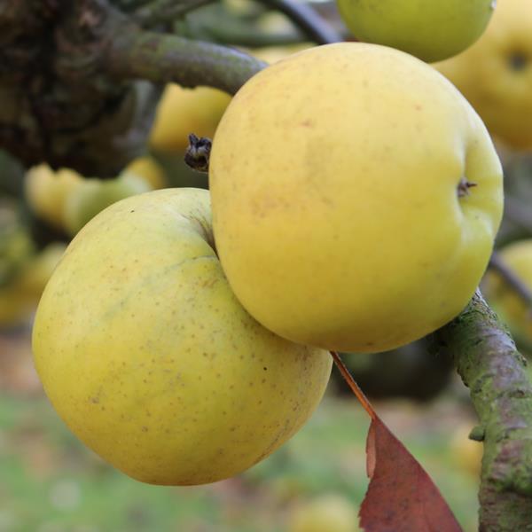 Apple: Freyburg