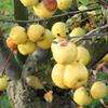 Apple: Freyburg