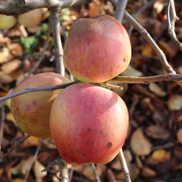 Apple: Fukunishiki