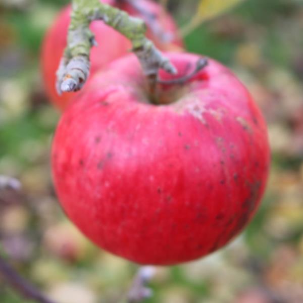 Apple: Fukutami