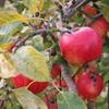 Apple: Fukutami
