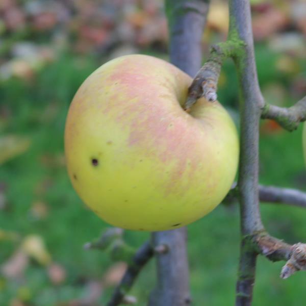 Apple: Galantine