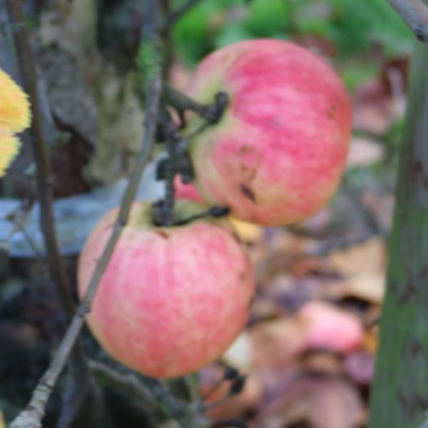 Apple: Gascoynes Scarlet