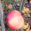 Apple: Gascoynes Scarlet
