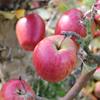 Apple: Giambun