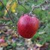Apple: Giambun