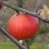 Apple: Gloucester Cross