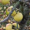 Apple: Great Expectations