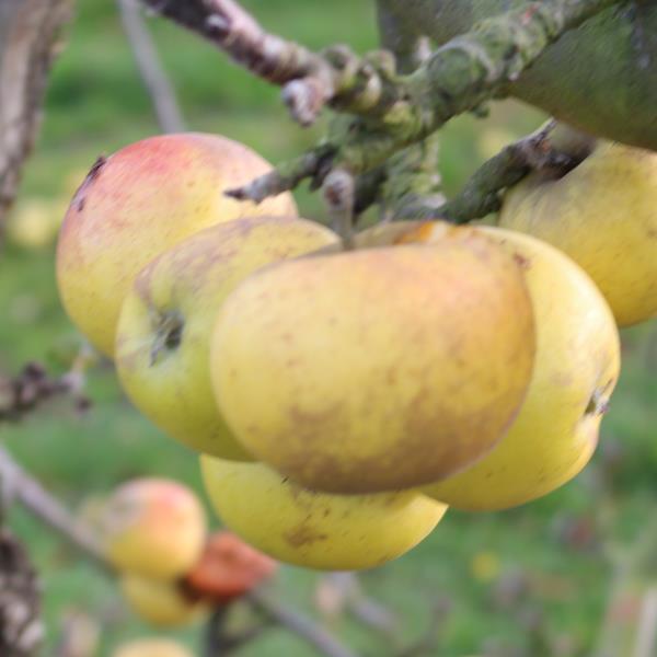 Apple: Great Expectations