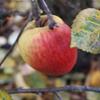 Apple: Groninger Kroon