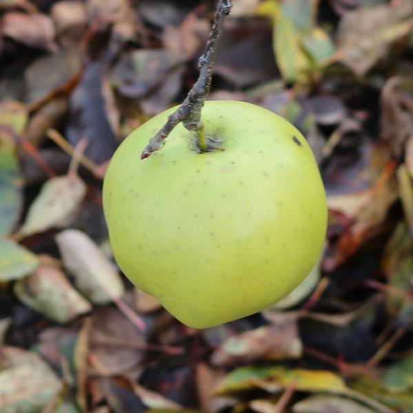 Apple: Honeygold
