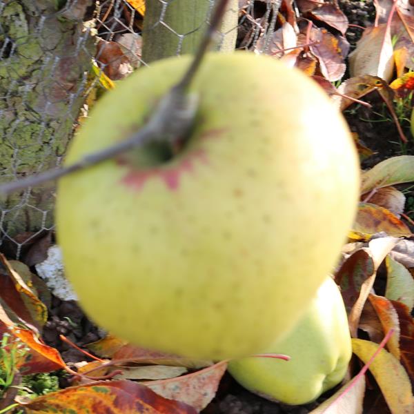 Apple: IB Reid