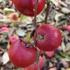 Apple: Idared