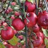 Apple: Idared