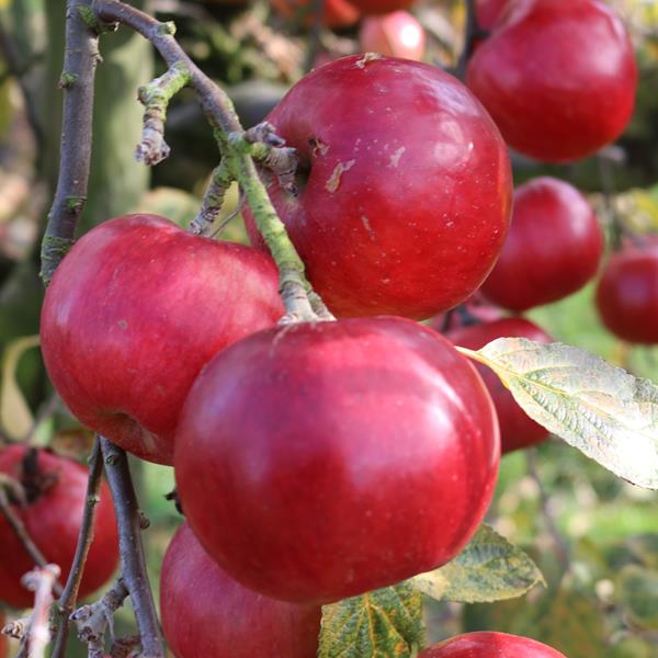 Apple: Idared