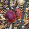 Apple: Ingrid Marie