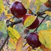 Apple: Ingrid Marie