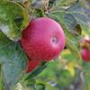Apple: Jacquet