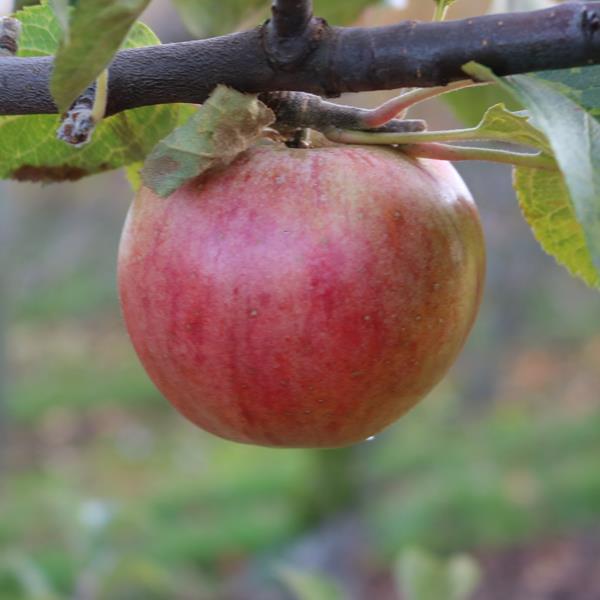 Apple: Jersey Beauty