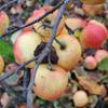 Apple: Jubile