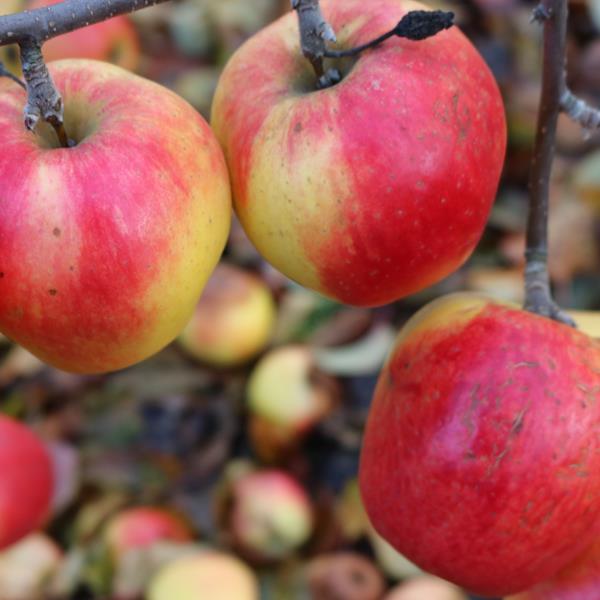 Apple: Jubile