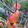 Apple: Jubile
