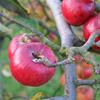 Apple: Kapai Red Jonathan