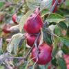 Apple: Kapai Red Jonathan
