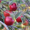 Apple: Kapai Red Jonathan