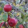 Apple: Kapai Red Jonathan