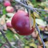 Apple: Kentish Quarrenden