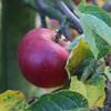 Apple: Kentish Quarrenden