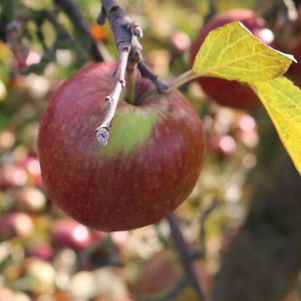 Apple: Kentucky Redstreak