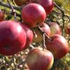 Apple: Kentucky Redstreak