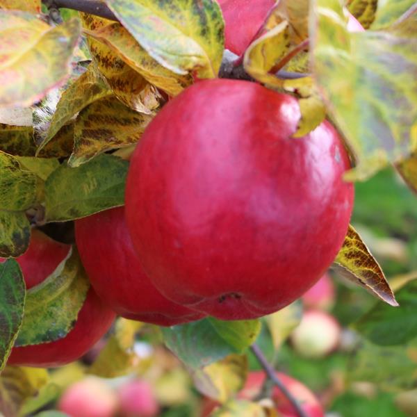 Apple: King Cole