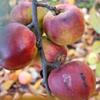 Apple: King David