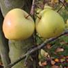 Apple: Korei