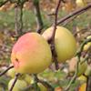 Apple: Korei