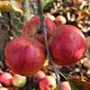 Apple: Kougetsu