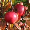 Apple: Kougetsu