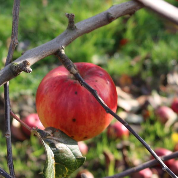 Apple: Langes Perfection