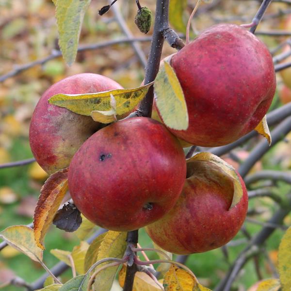 Apple: Leonie De Sonnaville