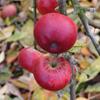 Apple: Leonie De Sonnaville