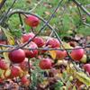 Apple: Leonie De Sonnaville