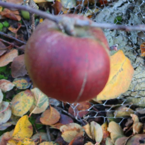 Apple: Levering Limbertwig