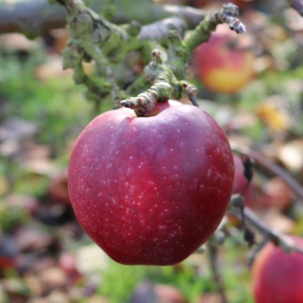 Apple: Liberty