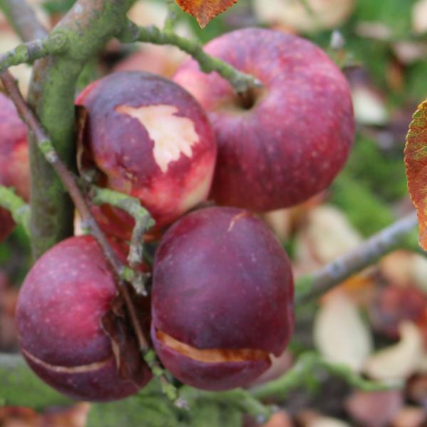 Apple: Lobo